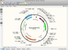 SnapGene Screenshot